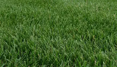 Close-up of freshly mowed green grass showing uniform cut height by lawn care experts in Cape Coral, FL
