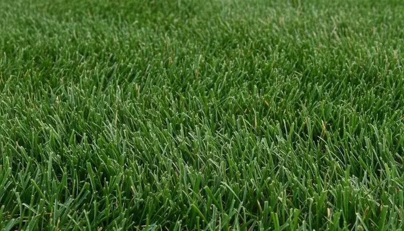 Close-up of freshly mowed green grass showing uniform cut height by lawn care experts in Cape Coral, FL