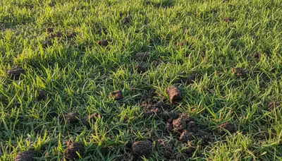 Cape Coral FL lawn recovering after professional aeration by Chop Chop Landscaping