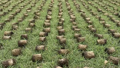 Close-up of soil core plugs after professional lawn aeration in Cape Coral, FL landscaping service